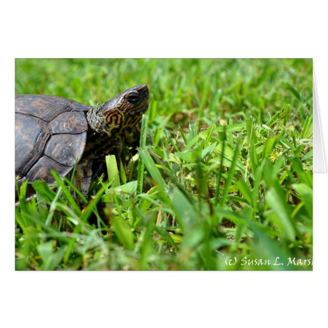  houtschildpad recht (Voorkant Horizontaal)