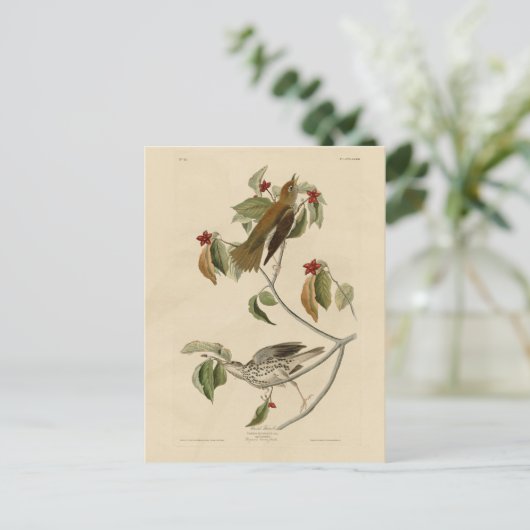 Houtspruw uit de Amerikaanse vogels van Audubon Briefkaart (Staand voorkant)