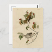 Houtspruw uit de Amerikaanse vogels van Audubon Briefkaart (Voorkant / Achterkant)