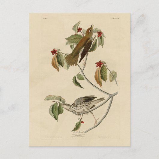 Houtspruw uit de Amerikaanse vogels van Audubon Briefkaart (Voorkant)
