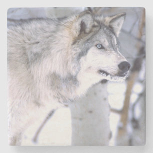 Houtwolf, Canis lupus, Film Dier Utah) Stenen Onderzetter