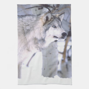 Houtwolf, Canis lupus, Film Dier Utah) Theedoek