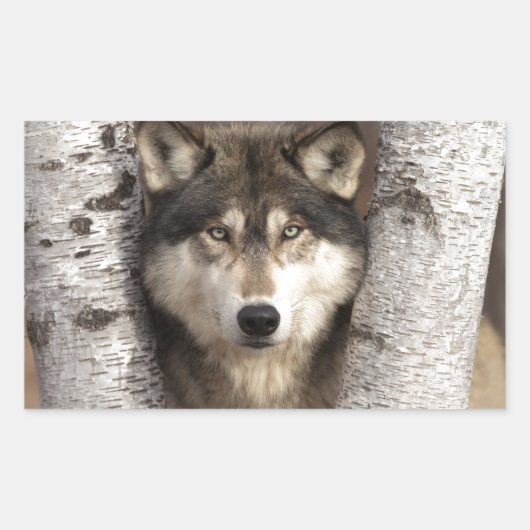 Houtwolf van Jim Zuckerman Rechthoekige Sticker (Voorkant)