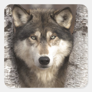 Houtwolf van Jim Zuckerman Vierkante Sticker