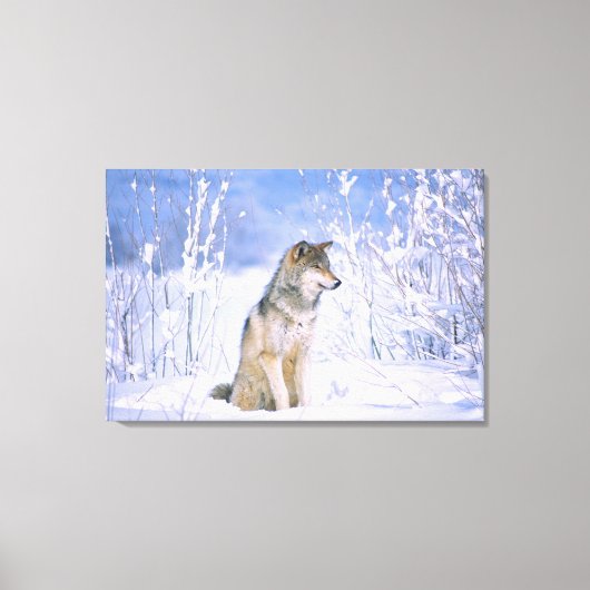 Houtwolf zittend in de sneeuw, Canis lupus, Canvas Afdruk (Voorkant)