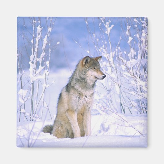 Houtwolf zittend in de sneeuw, Canis lupus, Magneet (Voorkant)