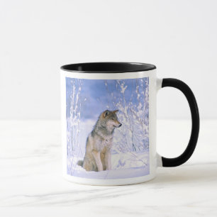 Houtwolf zittend in de sneeuw, Canis lupus, Mok