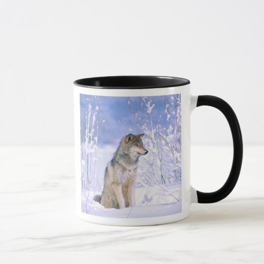 Houtwolf zittend in de sneeuw, Canis lupus, Mok (Rechts)
