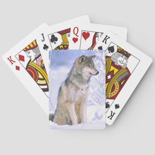 Houtwolf zittend in de sneeuw, Canis lupus, Pokerkaarten (Achterkant)