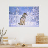 Houtwolf zittend in de sneeuw, Canis lupus, Poster (Keuken)
