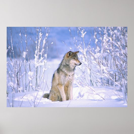 Houtwolf zittend in de sneeuw, Canis lupus, Poster (Voorkant)