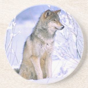 Houtwolf zittend in de Sneeuw, Canis lupus, Zandsteen Onderzetter