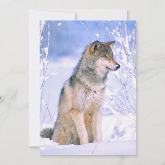 Houtwolf zittend in de sneeuw feestdagenkaart (Voorkant)