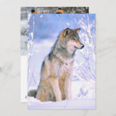 Houtwolf Zittend in Sneeuw Feestdagenkaart (Voorkant / Achterkant)