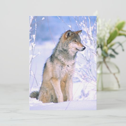 Houtwolf Zittend in Sneeuw Feestdagenkaart (Staand voorkant)