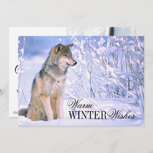 Houtwolf Zittend in Sneeuw Feestdagenkaart (Voorkant / Achterkant)