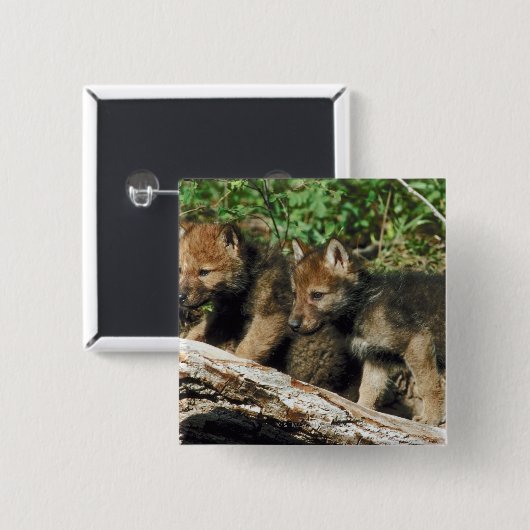 Houtwolkoskoeien Vierkante Button 5,1 Cm (Voorkant /achterkant)