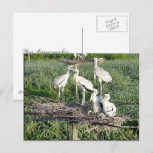 Houtwooieken op nest briefkaart (Voorkant / Achterkant)