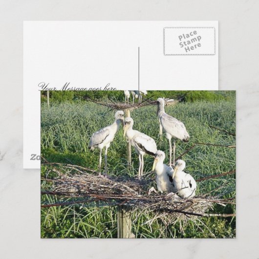 Houtwooieken op nest briefkaart (Voorkant / Achterkant)