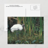 Houtwoord in Everglades National Park Briefkaart (Voorkant / Achterkant)