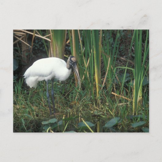 Houtwoord in Everglades National Park Briefkaart (Voorkant)