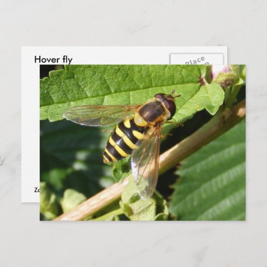 Hover fly ~ briefkaart (Voorkant / Achterkant)