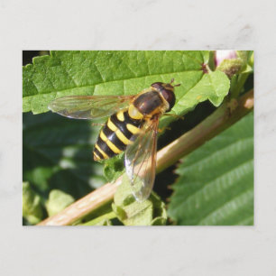 Hover fly ~ briefkaart