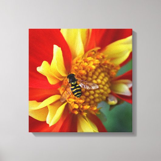 Hover Fly on Orange Collarette Dahlia Floral Canvas Afdruk (Voorkant)