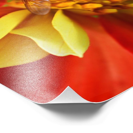 Hover Fly op Collarette Dahlia Foto Afdruk (Hoek)