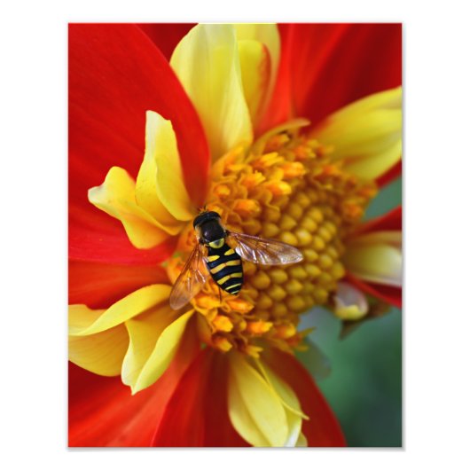 Hover Fly op Collarette Dahlia Foto Afdruk (Voorkant)