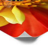 Hover Fly op Collarette Dahlia Foto Poster (Hoek)