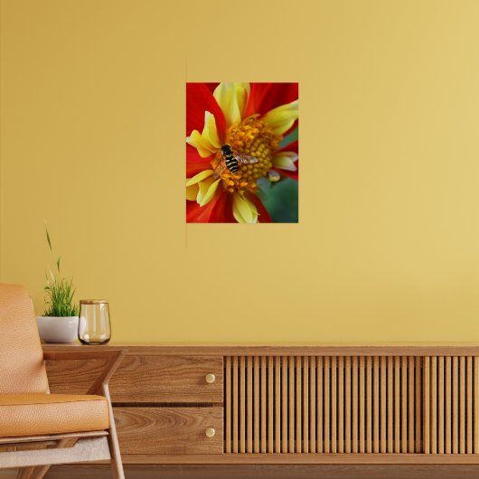 Hover Fly op Collarette Dahlia Foto Poster (Woonkamer 2)