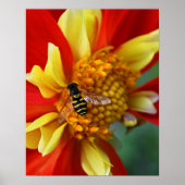 Hover Fly op Collarette Dahlia Foto Poster (Voorkant)