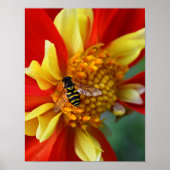 Hover Fly op Collarette Dahlia Foto Poster (Voorkant)