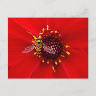 Hover Fly op een Dahlia Briefkaart