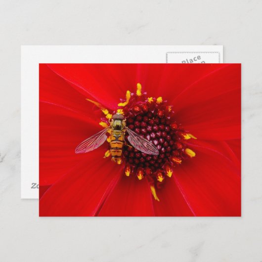 Hover Fly op een Dahlia Briefkaart (Voorkant / Achterkant)