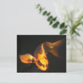 Hover The Great KOI Briefkaart (Staand voorkant)