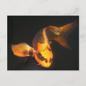Hover The Great KOI Briefkaart (Voorkant)