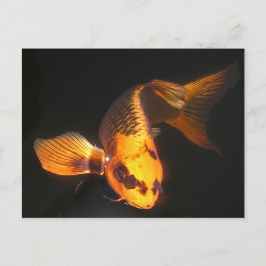 Hover The Great KOI Briefkaart (Voorkant)