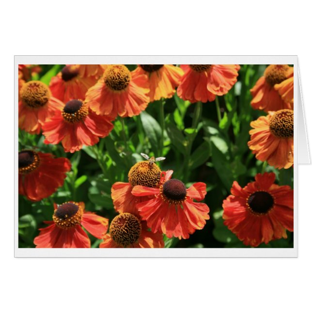 Hoverfly (Voorkant Horizontaal)