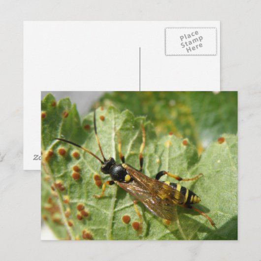 Hoverfly-Briefkaart Briefkaart (Voorkant / Achterkant)