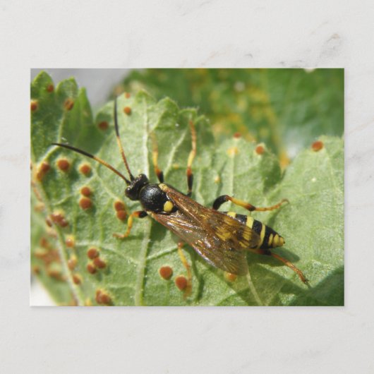 Hoverfly-Briefkaart Briefkaart (Voorkant)