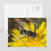 Hoverfly-Briefkaart Briefkaart (Voorkant / Achterkant)