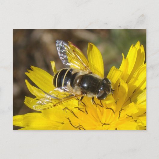 Hoverfly-Briefkaart Briefkaart (Voorkant)
