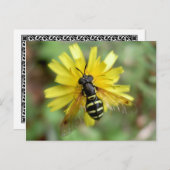 Hoverfly-briefkaart - Chrysotoxumfestivum Briefkaart (Voorkant / Achterkant)