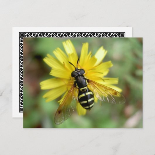 Hoverfly-briefkaart - Chrysotoxumfestivum Briefkaart (Voorkant / Achterkant)