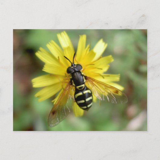 Hoverfly-briefkaart - Chrysotoxumfestivum Briefkaart (Voorkant)