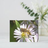 Hoverfly-Briefkaart - Helophilus Briefkaart (Staand voorkant)