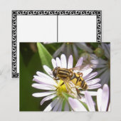 Hoverfly-Briefkaart - Helophilus Briefkaart (Voorkant / Achterkant)