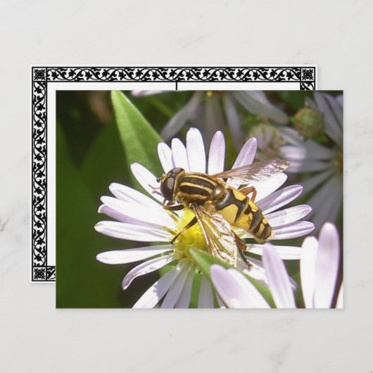 Hoverfly-Briefkaart - Helophilus Briefkaart (Voorkant / Achterkant)